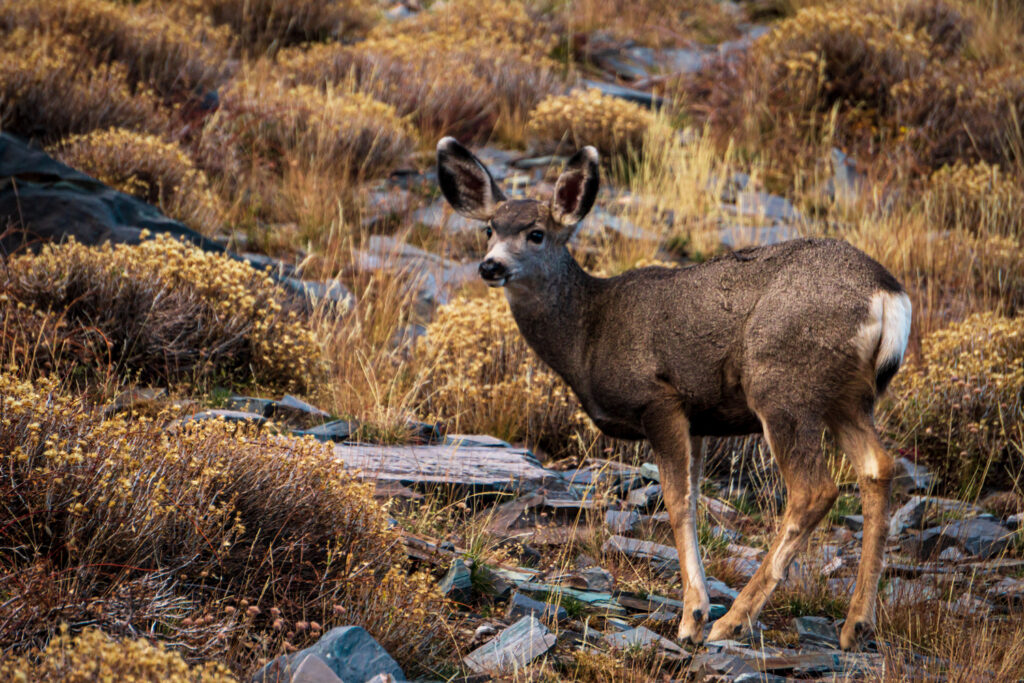 A deer along the Alpine Lake Loop Trail in Great Basin National Park.