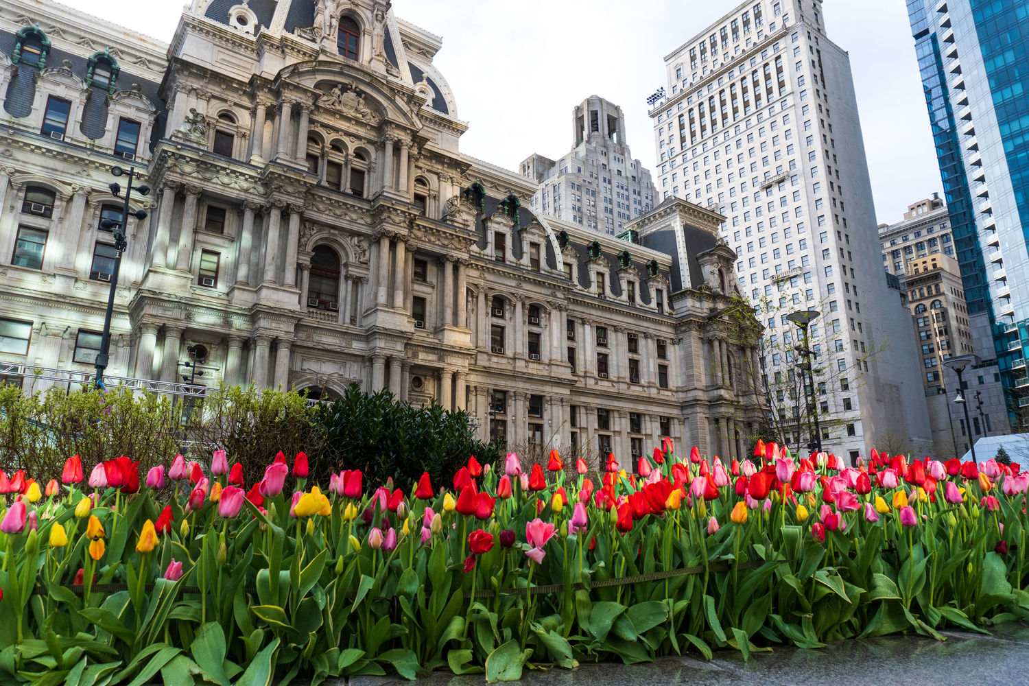 Tulips bloom in Spring right infront of Philly's City Hall for a great visit during my Philly solo trip.
