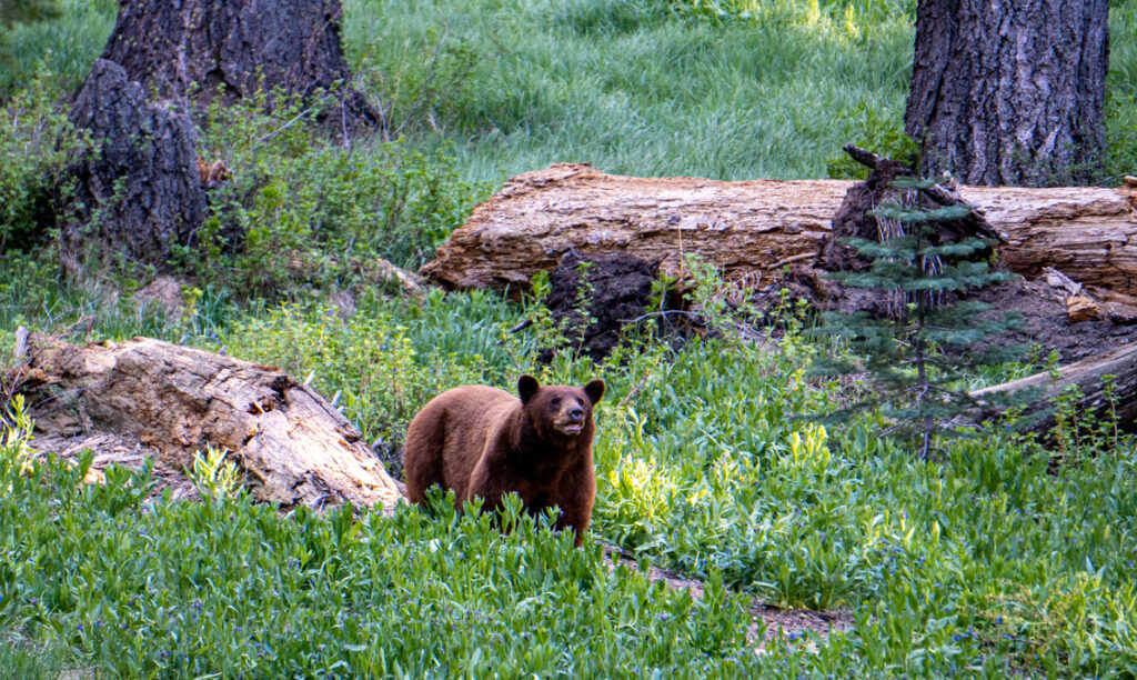 A brown bear in Sequioa National Park. 