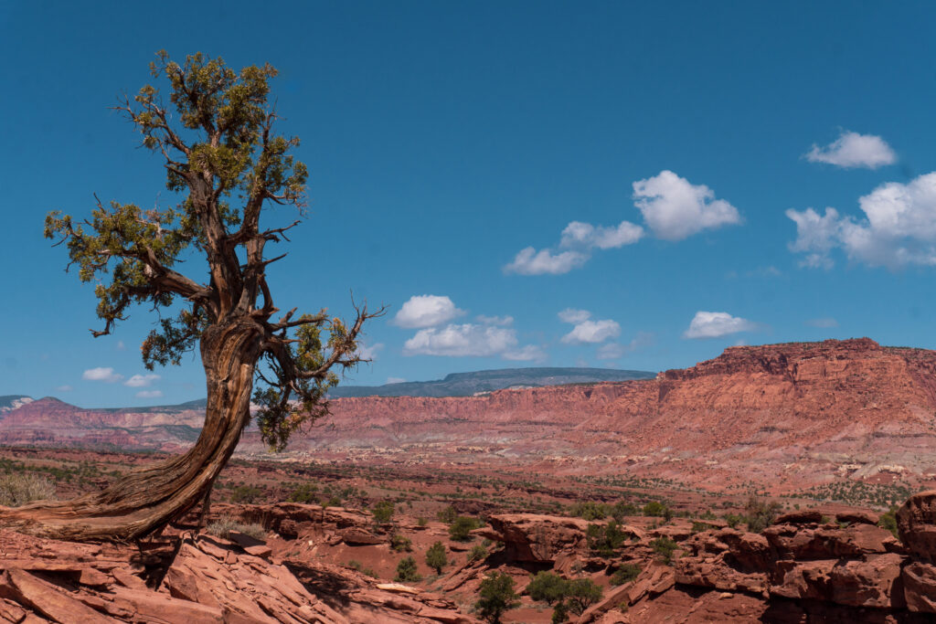 Red rocks and plants dot the landscape in Capitol Reef National Park. 
