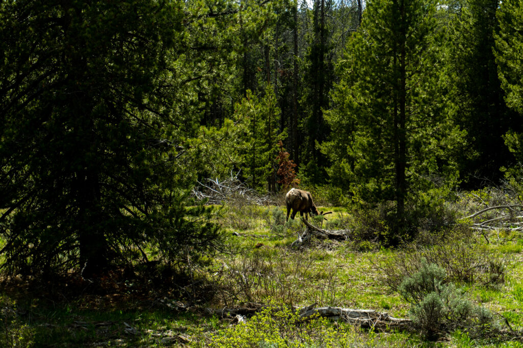 A moose in Grand Teton National Park. 