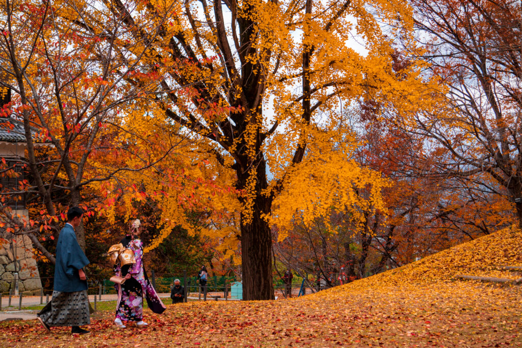Japanese couples stroll through a castle park during autumn.