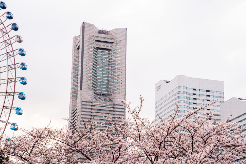 Minato Mirai during cherry blossom season.