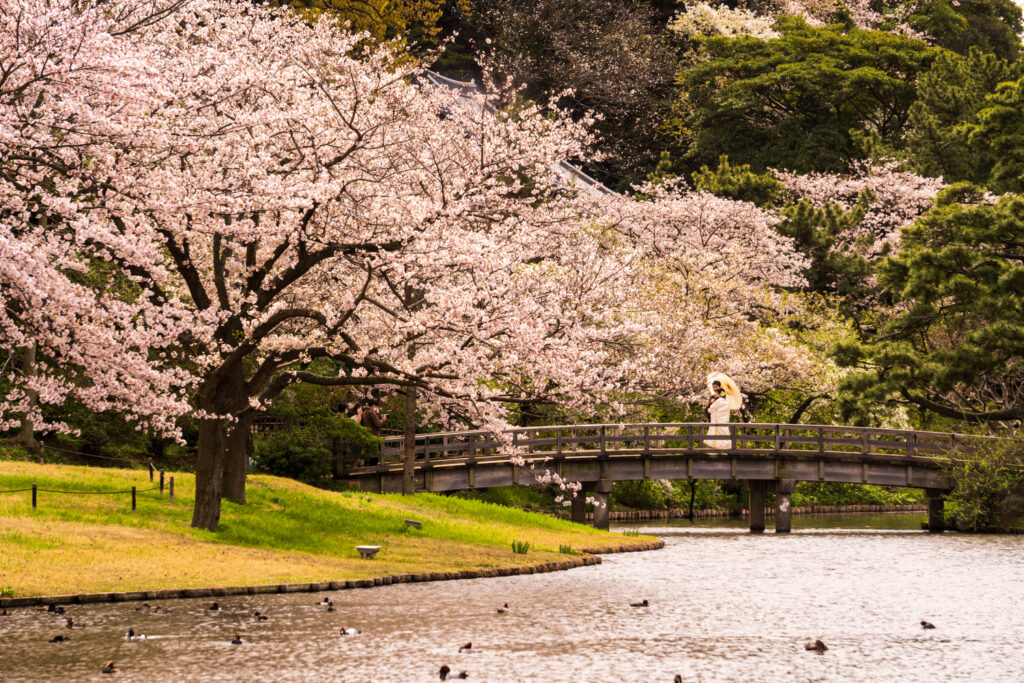 A couple cross a bridge in the Sankeien Gardens during cherry blossom season in Japan