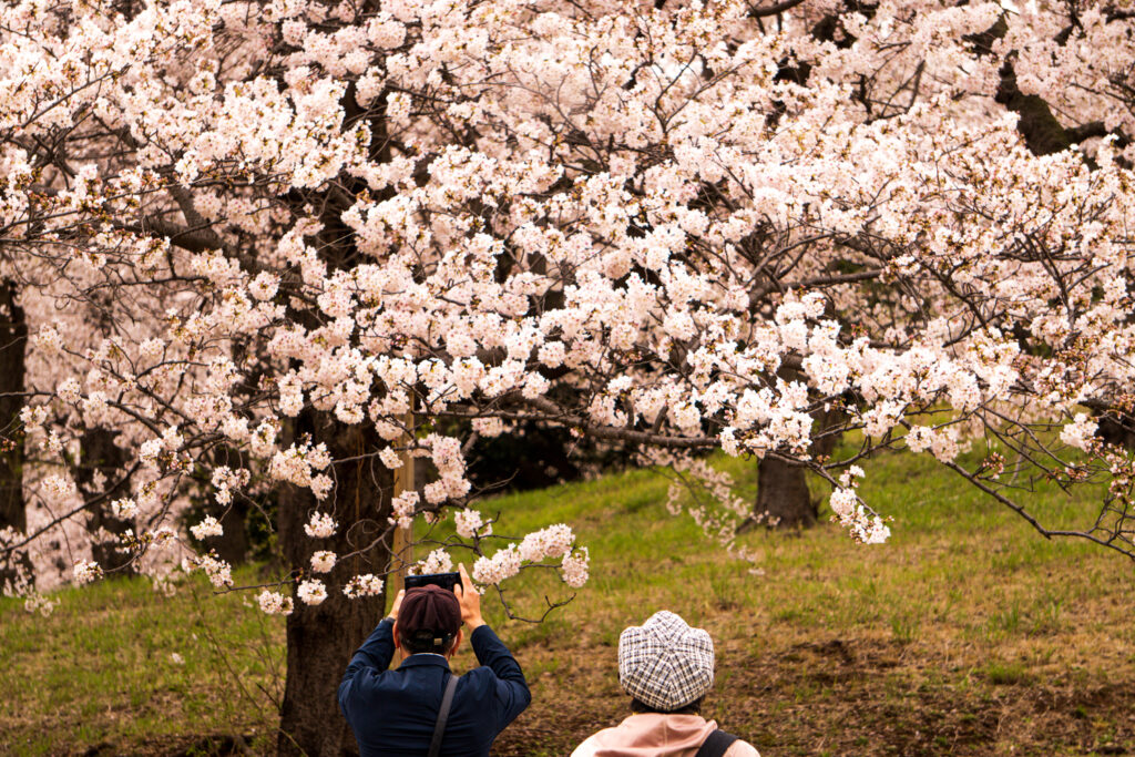 People taking photos of cherry blossoms in Japan