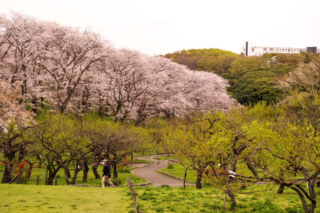 A field of cherry blossom trees in Yokohama, Japan.
