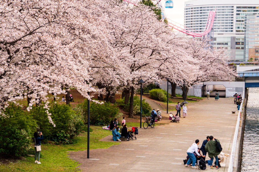 People walking in Yokohama under cherry blossom trees