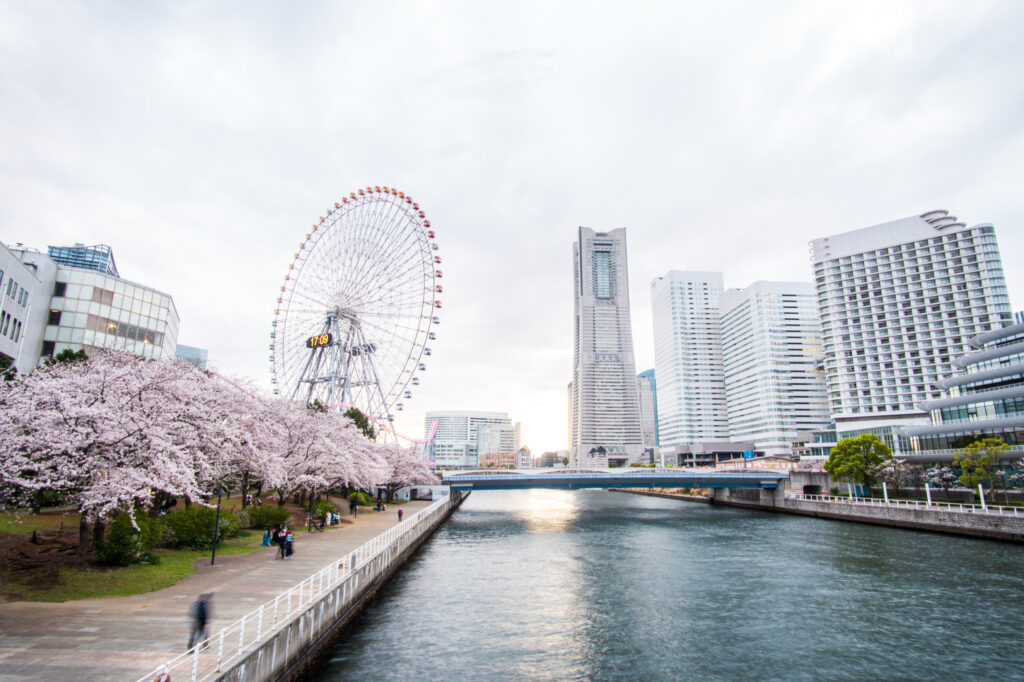 Yokohama during cherry blossom season in Japan