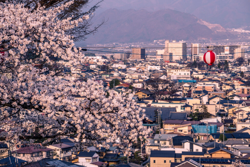 A view of Nagano City during sakura season.