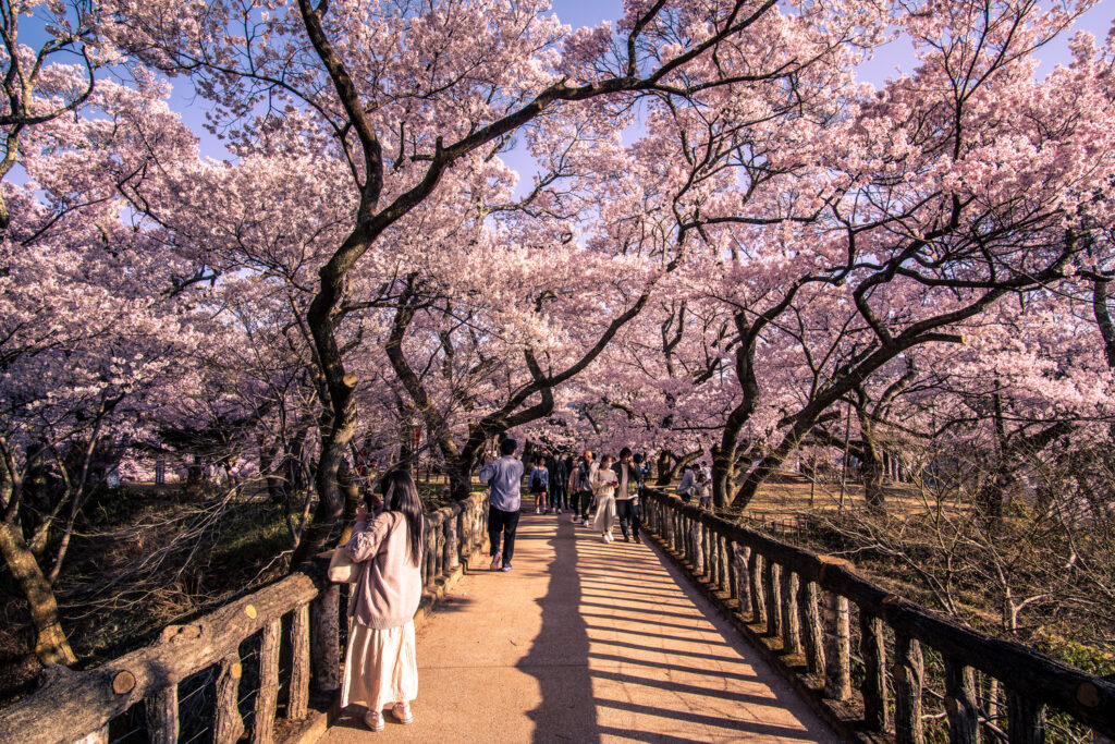 Locals cross a bridge at the Takato castle ruins during a cherry blossom festival