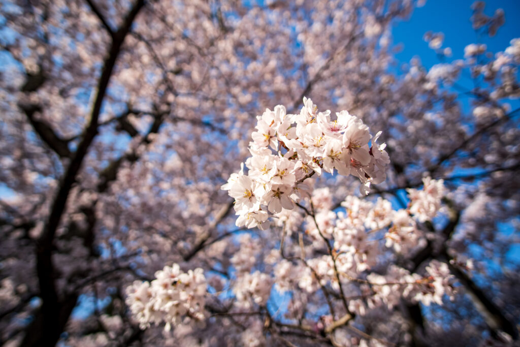 A close-up of a cherry blossom