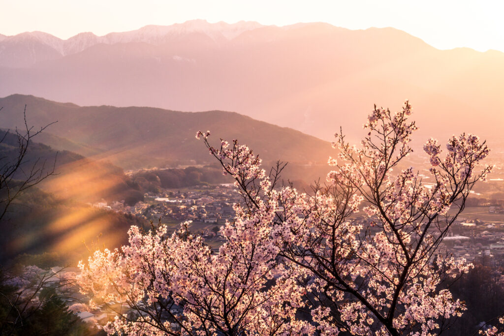 The view of the central japanese alps during sakura season.
