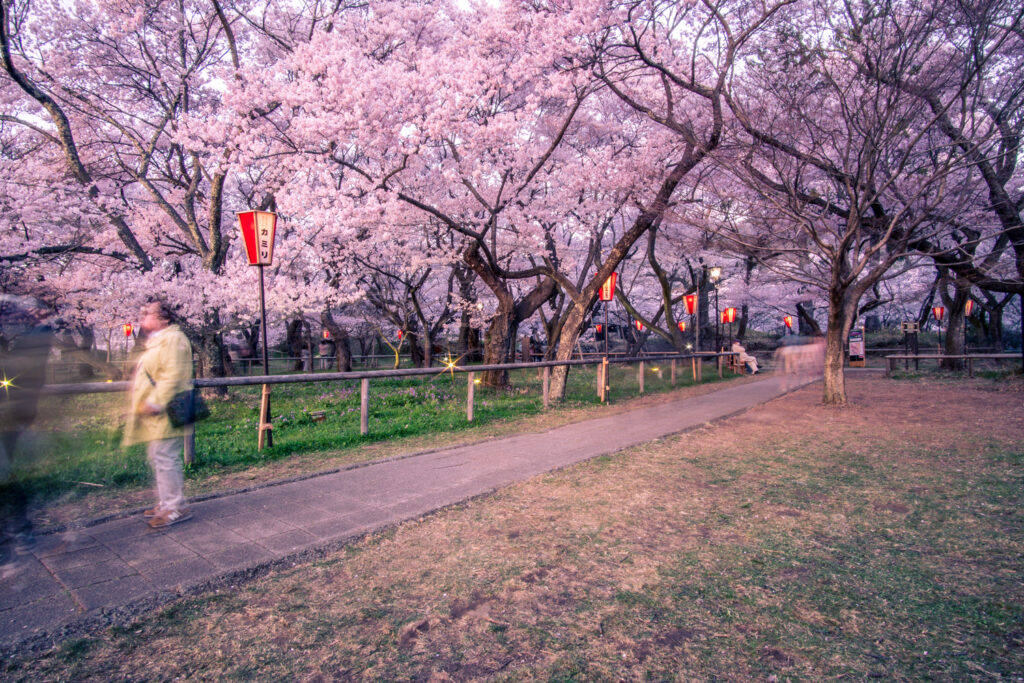 A long exposure shot of cherry blossoms in Japan