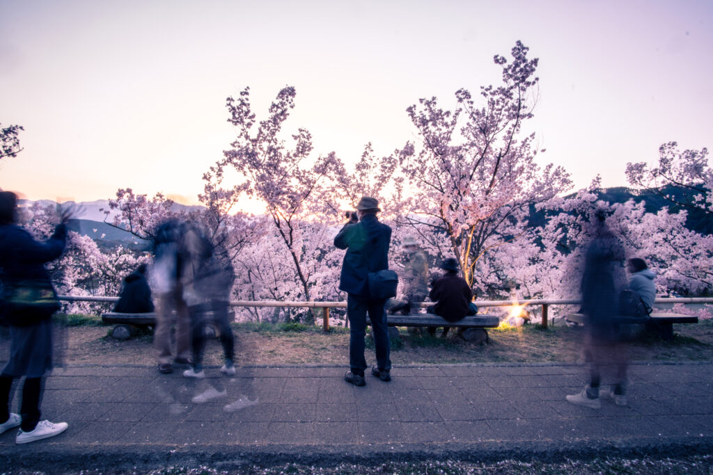 Photographers in japan takes pictures of cherry blossoms in Japan.