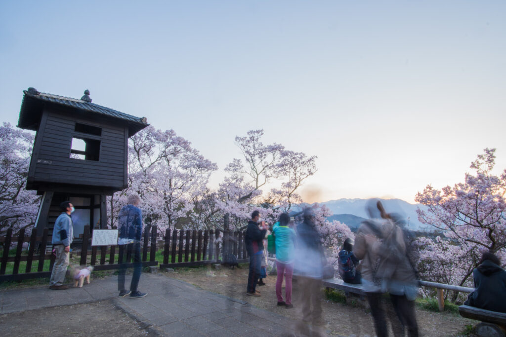 people enjoying cherry blossoms at the Takato Castle Ruins