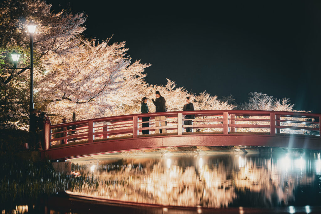 A night illumination of cherry blossoms in Japan