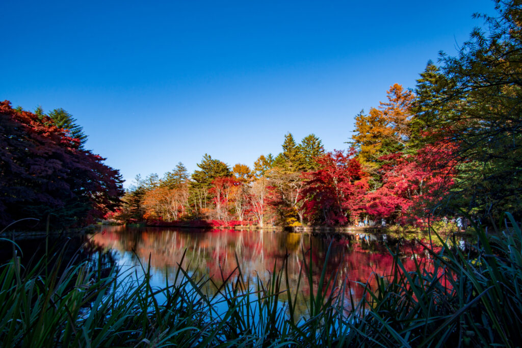 Fall leaves in Nagano Japan