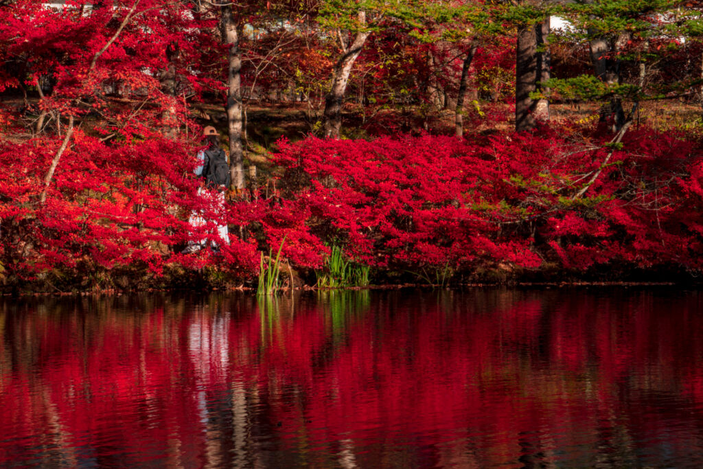 Fall leaves reflect on a the Kumoba Pond