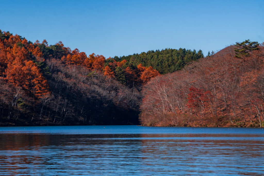Fall colors in Japan at Shiga Kogen