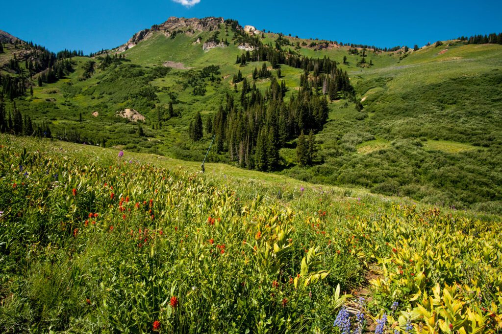 Seeing Wildflowers at Albion Meadows is one of the best things to do alone in Salt Lake City 